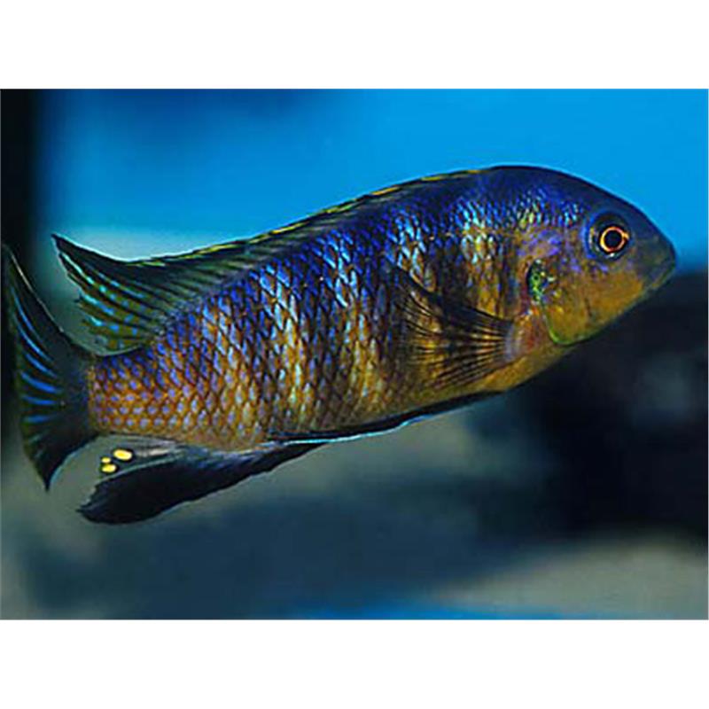 Pseudotropheus tropheops - imagine 5